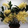 dendrobium Hilda Poxon 